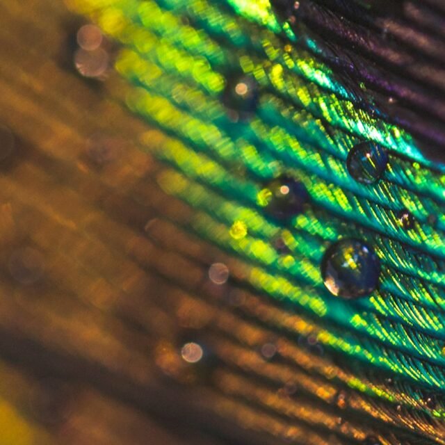 macro-image-peacock-feather-with-water-drops 1-min