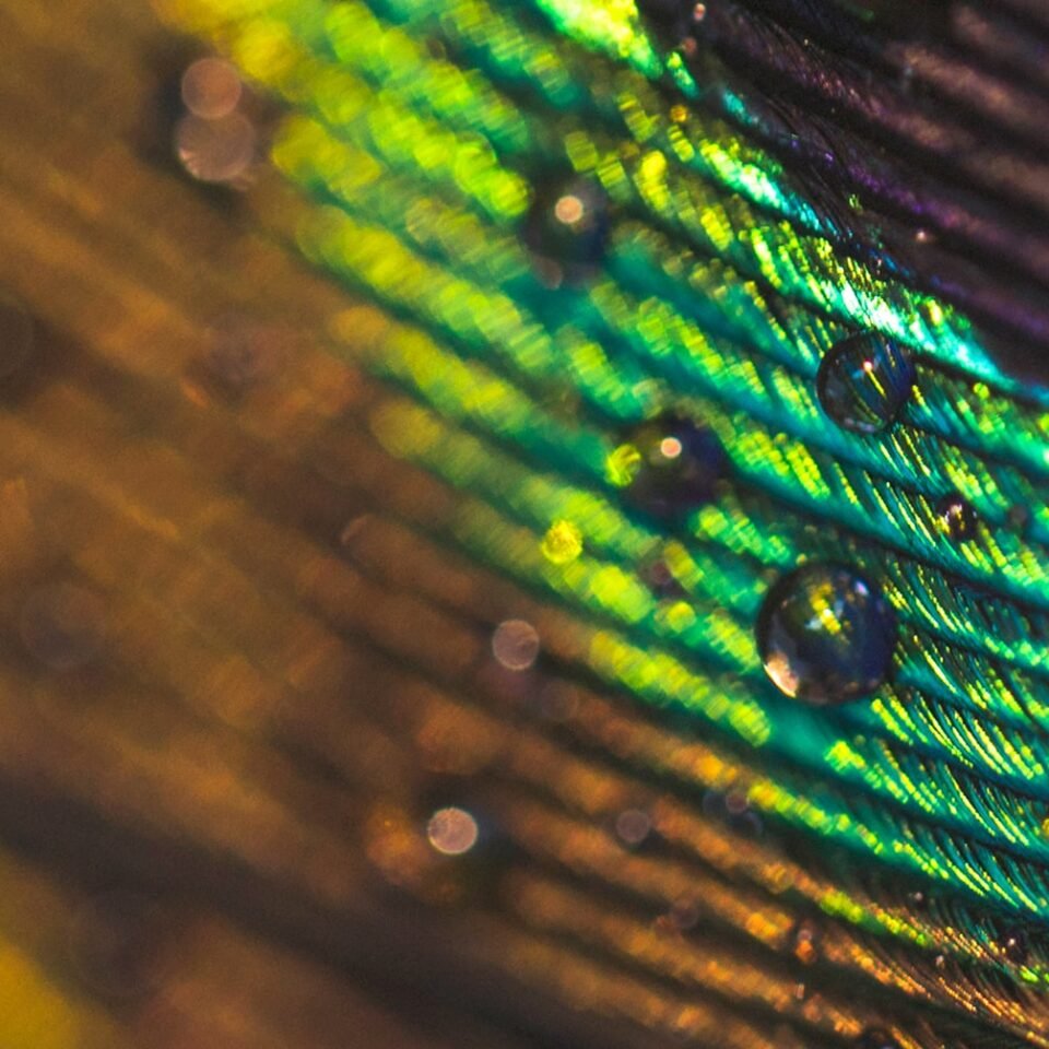 macro-image-peacock-feather-with-water-drops 1-min